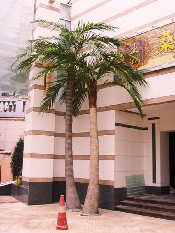 南京金盛百货装饰城椰子树  昆明佳萌景观工程有限公司